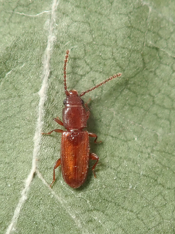 Laemophloeidae: Placonotus testaceus, femmina